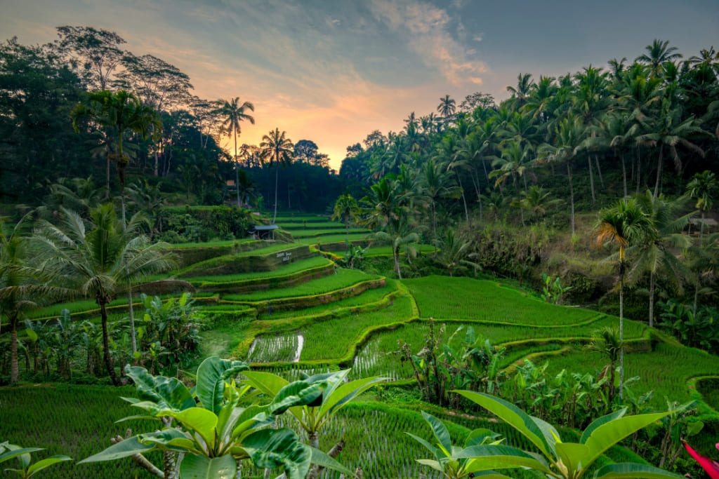 Gianyar and Beyond: Exploring Rural Opportunities