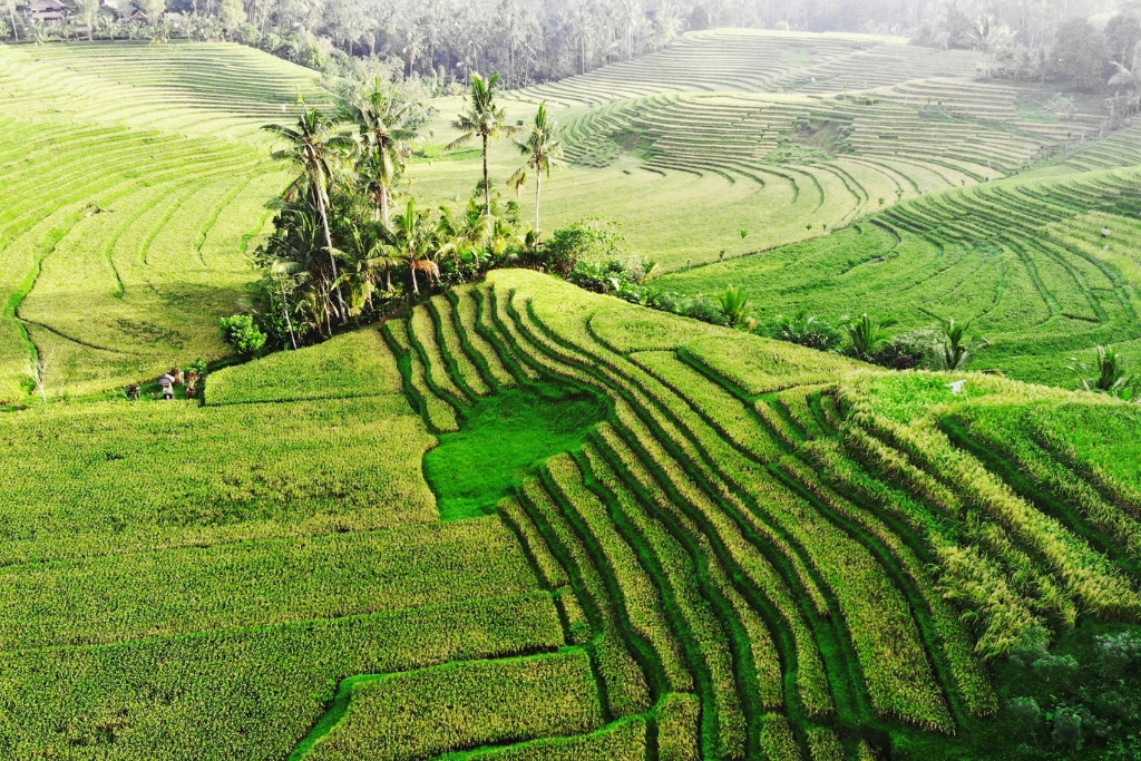 Bali Field